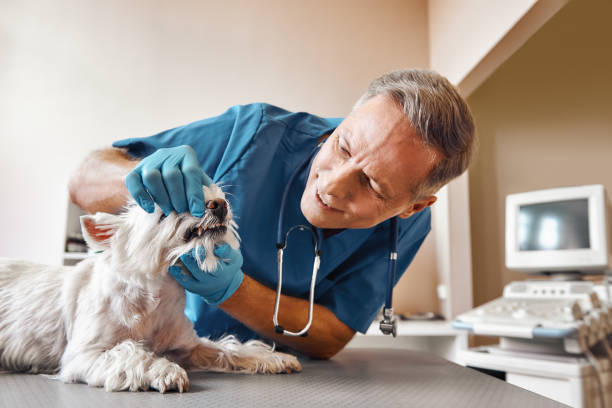 Best Dentist for Tooth Abscess  in Basehor, KS